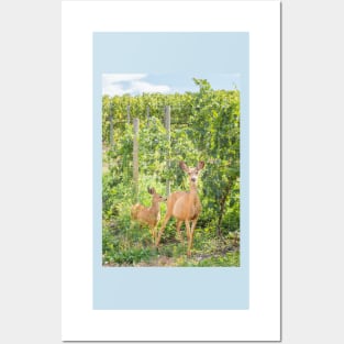 Doe and Fawn Standing in Summer Vineyard Posters and Art